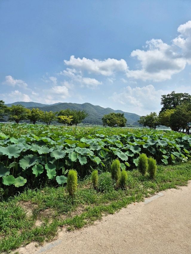 ❣️선선하가을 산책하기좋은 서울근교 두물머리❣️