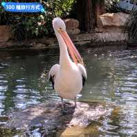 澳洲雪梨-野生動物園與無尾熊合照：Featherdale野生動物園