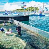 JSK Borneo Reef (JSK Counter)