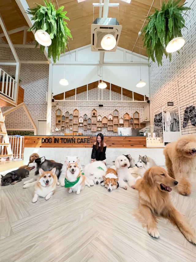 泰國曼谷咖啡店｜喜歡狗狗的不要錯過🐶