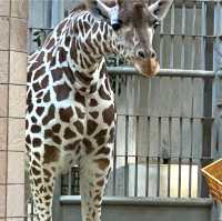 日本ㅣ大阪ㅣ天王寺動物園ㅣ日本第三座動物園