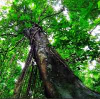🇲🇾 Lepoh Waterfall: Your Next Forest Adventure!" 