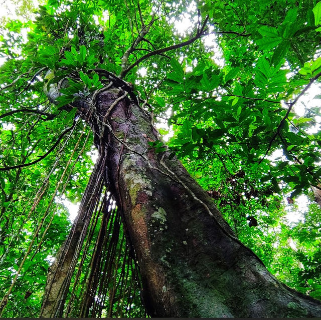 🇲🇾 Lepoh Waterfall: Your Next Forest Adventure!" 