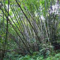 🇲🇾 Lepoh Waterfall: Your Next Forest Adventure!" 