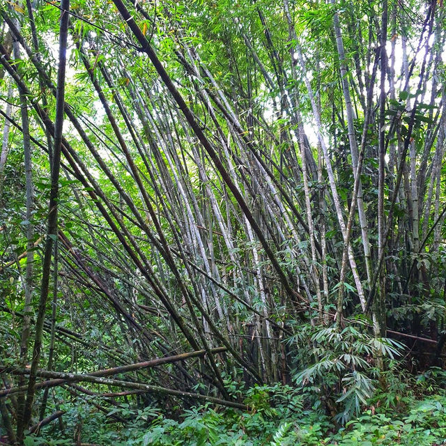🇲🇾 Lepoh Waterfall: Your Next Forest Adventure!" 