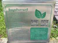 ต้นจามจุรียักษ์