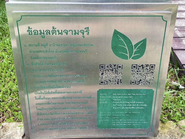 ต้นจามจุรียักษ์