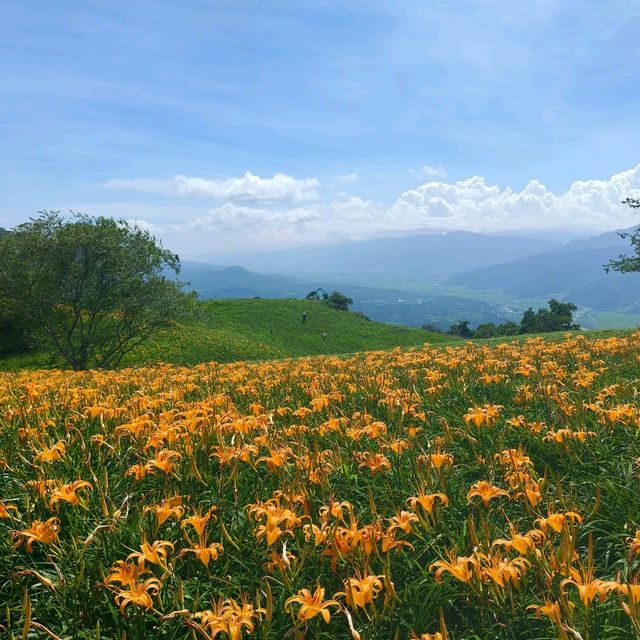 夏末限定，金色山脈充滿