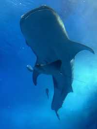 沖繩美麗海水族館遊玩攻略