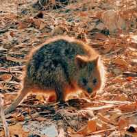 Must-visit destination - Rottnest Island