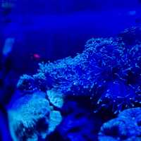 "Exploring Marine Wonders: A Visit to Pusat Ikan Hiasan Port Dickson"