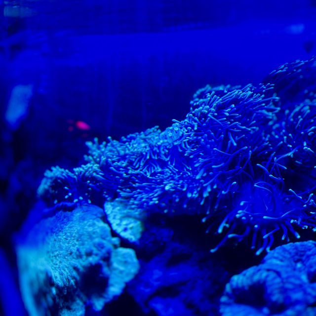 "Exploring Marine Wonders: A Visit to Pusat Ikan Hiasan Port Dickson"