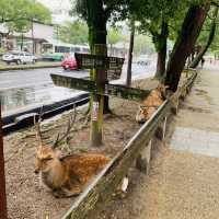 奈良公園の　鹿！！