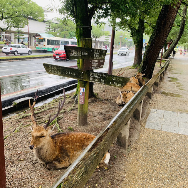 奈良公園の　鹿！！