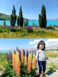 🇳🇿 Lupin Flowers in Full Bloom📍Lake Tekapo