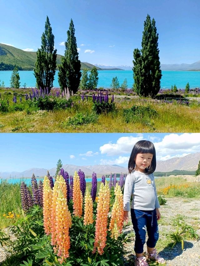 🇳🇿 Lupin Flowers in Full Bloom📍Lake Tekapo
