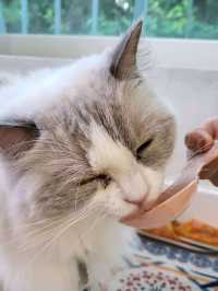 ꕀ❤ᩚ︎ 강남고양이카페 추천 캠핑고양이 양재점 