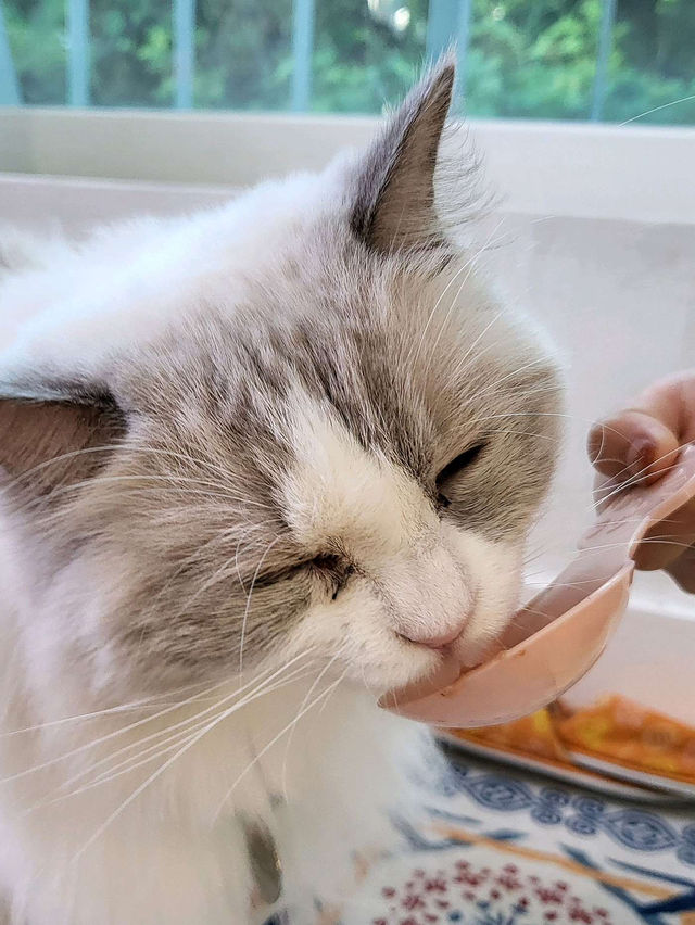 ꕀ❤ᩚ︎ 강남고양이카페 추천 캠핑고양이 양재점 
