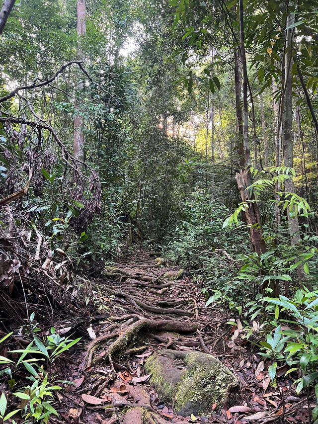 Conquering Mount Santubong: A Local Favorite Hiking Trail in Kuching
