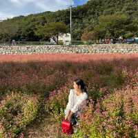 영월에서만 볼 수 있는 홍메밀밭