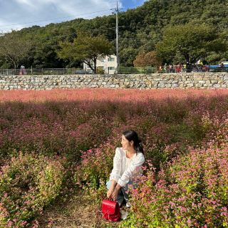 只有在寧越才能看到的紅蕎麥田