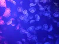 รีวิว S.E.A. Aquarium🇸🇬 