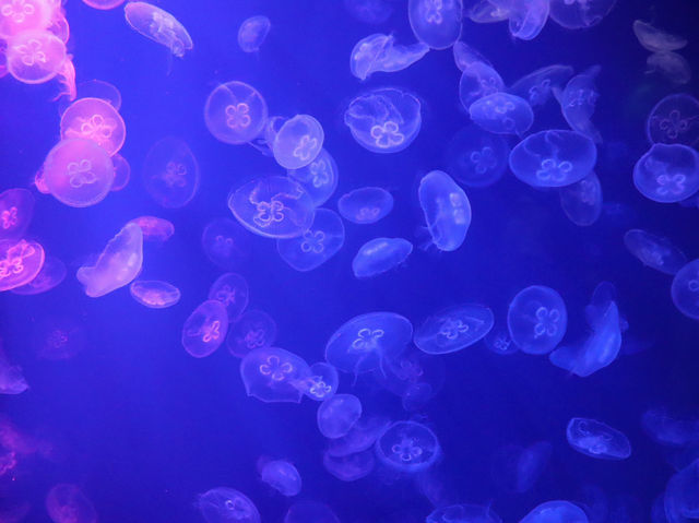 รีวิว S.E.A. Aquarium🇸🇬 