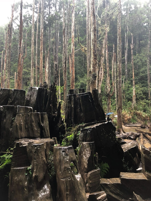 霧雨漫步：在南投忘憂森林的靜謐探索