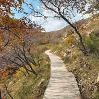 哈達門高原牧場：秋色宜人的自然天堂 🍂🐑