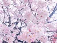 【愛知】春爛漫!!! ピンクの世界に飛び込もう🌸