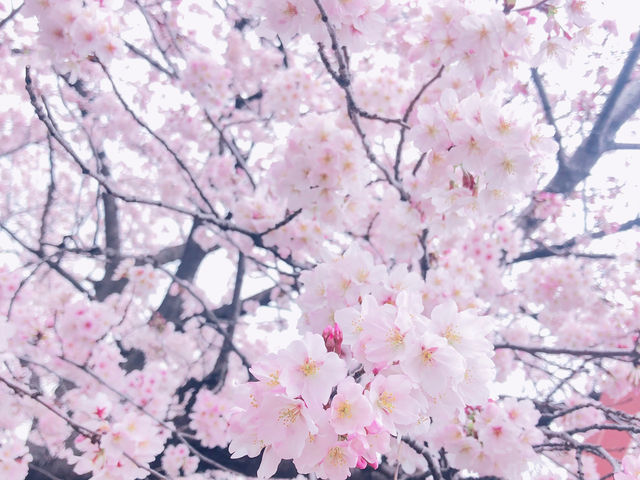【愛知】春爛漫!!! ピンクの世界に飛び込もう🌸