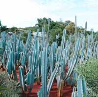 ไร่วันยังขำ จ.ศรีสะเกษ 🏜️🌵🌿