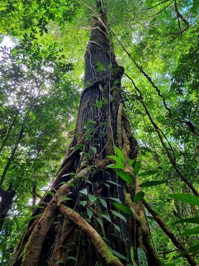 A facinating walk in natute experience! 🌿