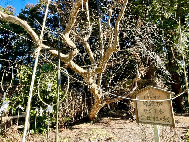 【栃木県】亀だらけの神社