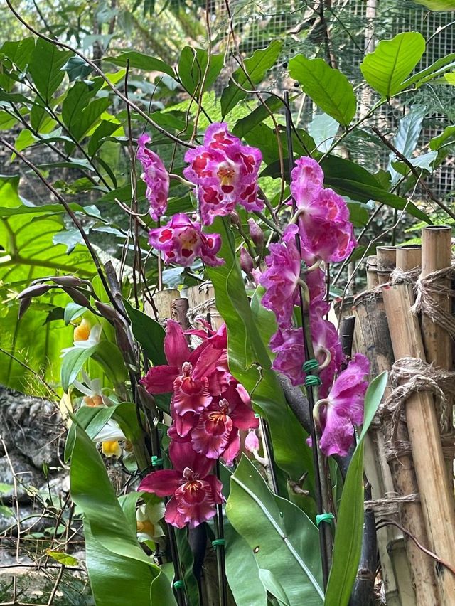「嘉道理農場植物園春季賞杜鵑花，與大自然親密接觸」