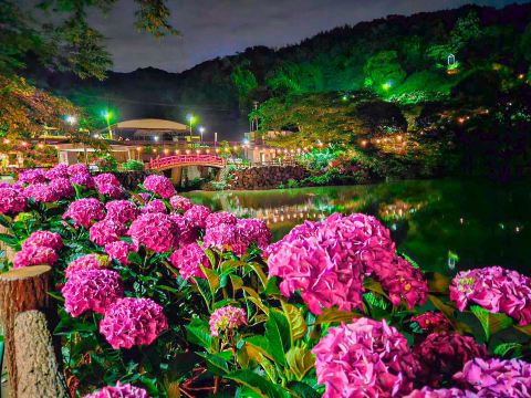 愛知】絶景！10000株の紫陽花が咲き誇るあじさいの里✨ | Trip.com 蒲郡