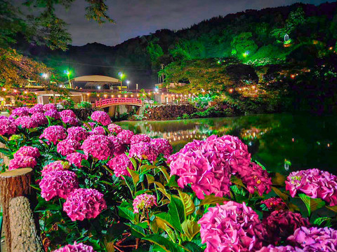 愛知】絶景！10000株の紫陽花が咲き誇るあじさいの里✨ | Trip.com 蒲郡