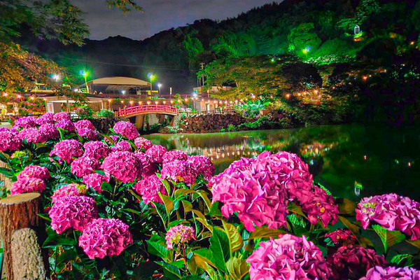 愛知】絶景！10000株の紫陽花が咲き誇るあじさいの里✨ | Trip.com 蒲郡