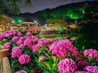 【愛知】絶景！10000株の紫陽花が咲き誇るあじさいの里✨