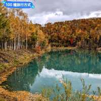 美瑛白金青池，秋天金黃碧青的蕭瑟之景