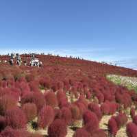 鄰近東京季節限定的好地方-茨城縣日立海濱公園