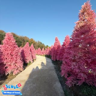 A Dreamy Escape: Pink Wonderland at Herb Island 🇰🇷