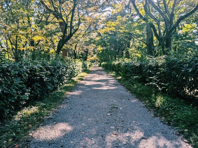 【広々とした京都御苑をのんびり散歩】