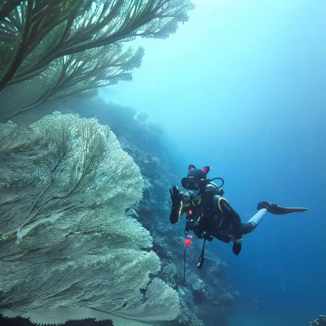 Diving in Philippines