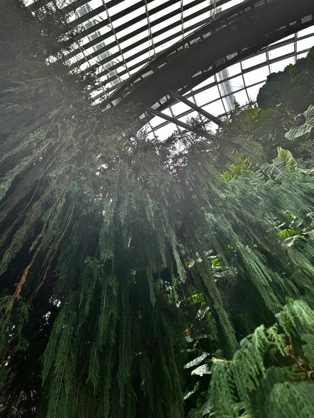 Have fun at cloud forest Singapore ❤️