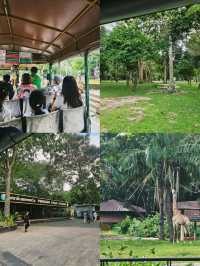 สวนสัตว์เปิดเขาเขียว: ประสบการณ์ใกล้ชิดสัตว์โลก