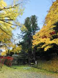京都💛イチョウの敷紅葉💛導観稲荷神社⛩️