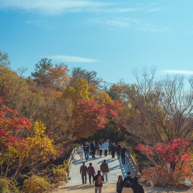 가을 붉은단풍으로 물든 천년의 역사“경주 불국사”