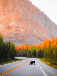 🚙 A Road Trip Through Canada: A Journey of Natural Wonders