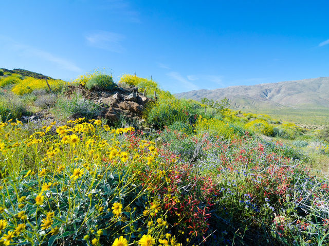 Blooming Beauty: Spring Adventure in Anza-Borrego Desert 